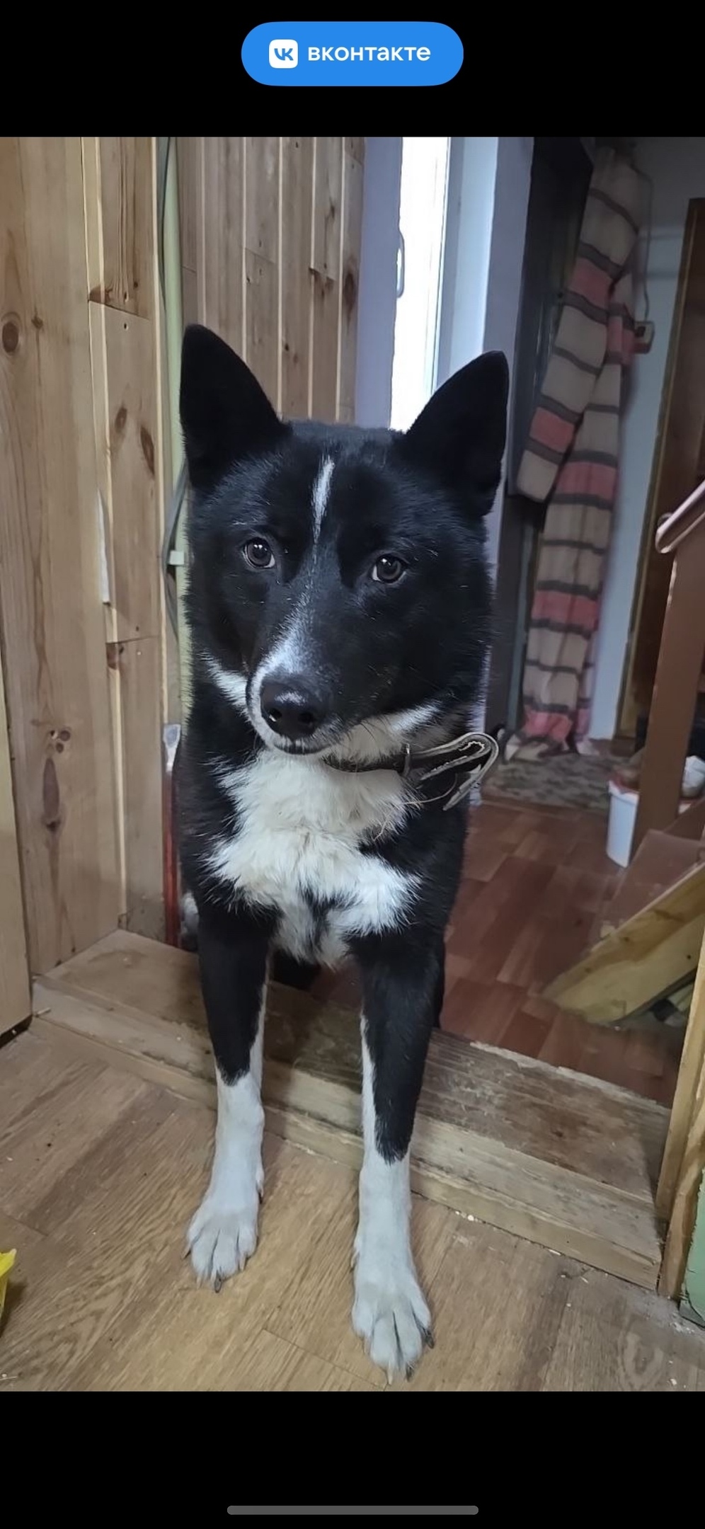 Найдена собака в Дзержинске — фото объявления