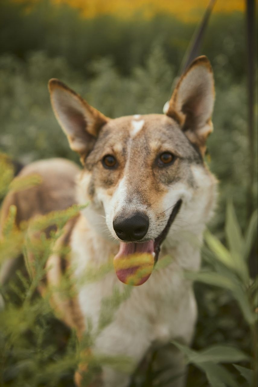Пропала собака в Дзержинске — фото объявления