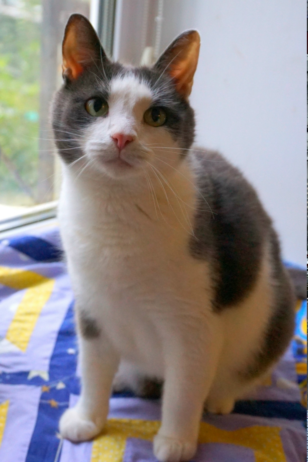 Найдена кошка в Дзержинске — фото объявления