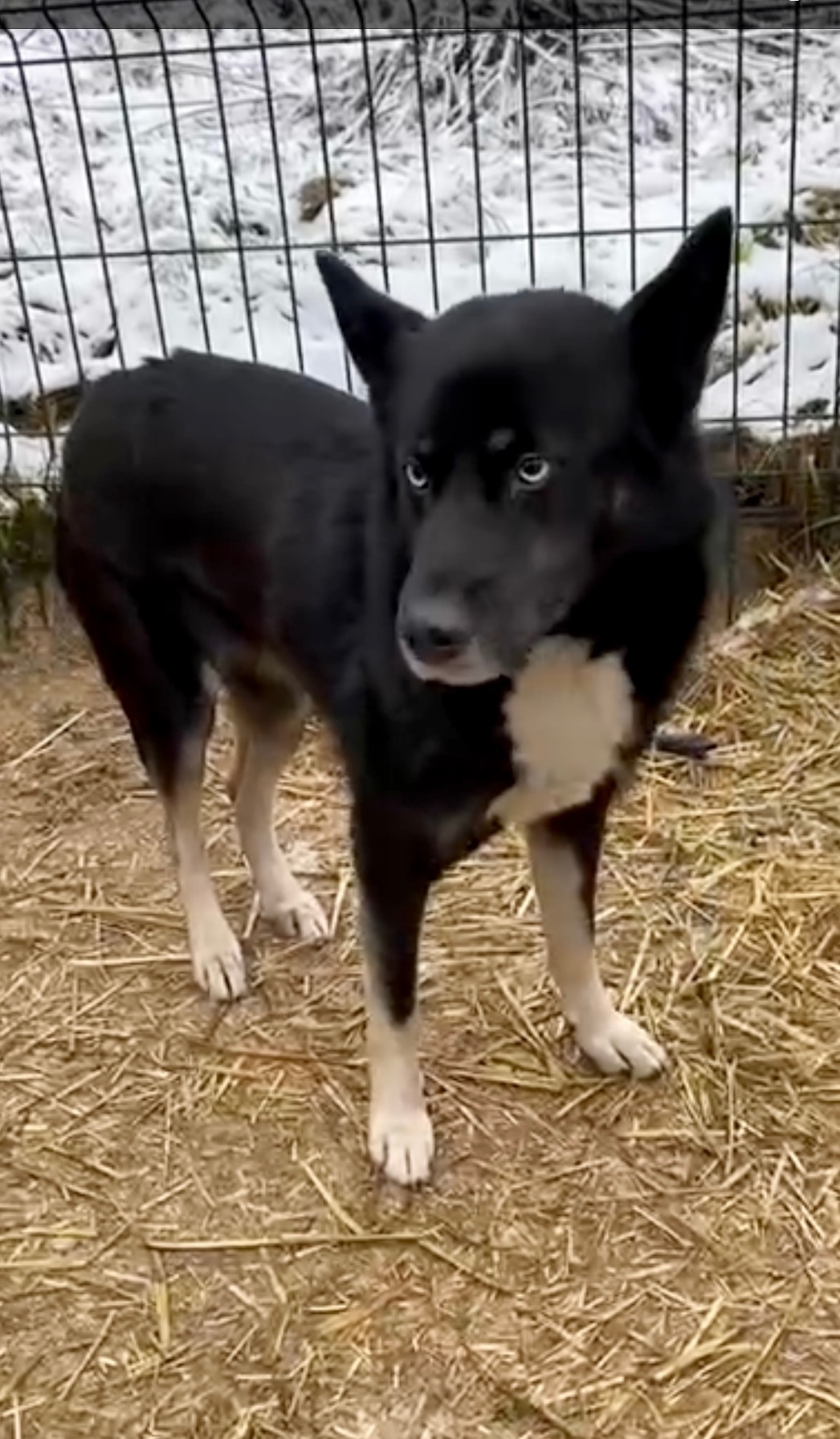 Найдена собака в Дзержинске — фото объявления