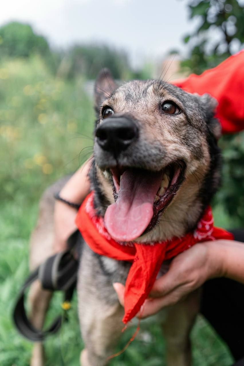 Найдена собака в Дзержинске — фото объявления