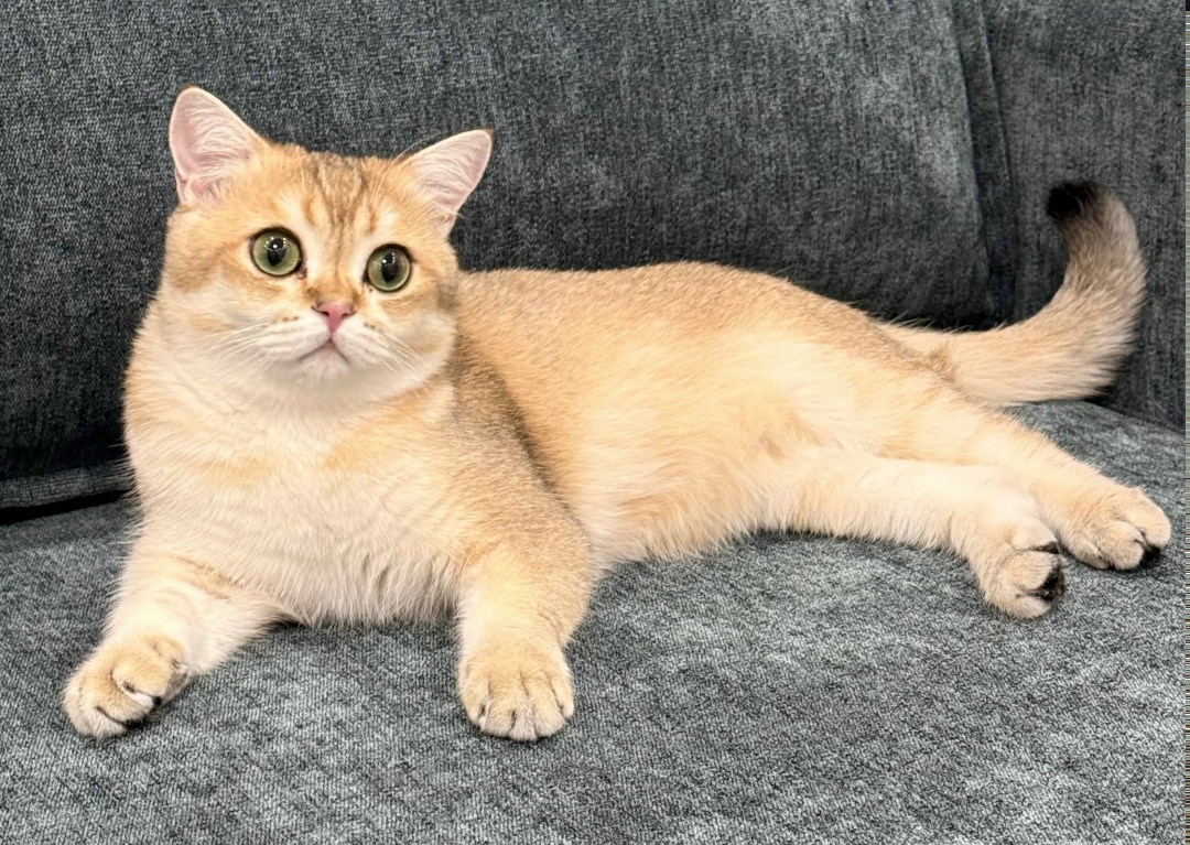 Пропала кошка в Дзержинске — фото объявления