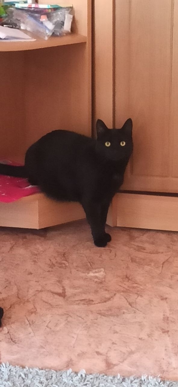 Пропала собака в Дзержинске — фото объявления