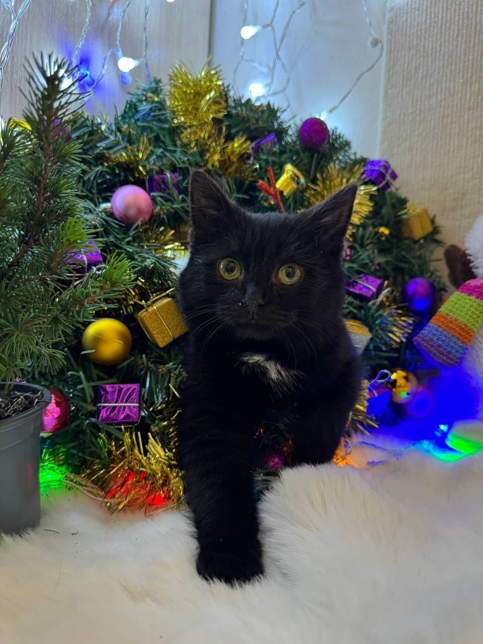 Найдена кошка в Дзержинске — фото объявления