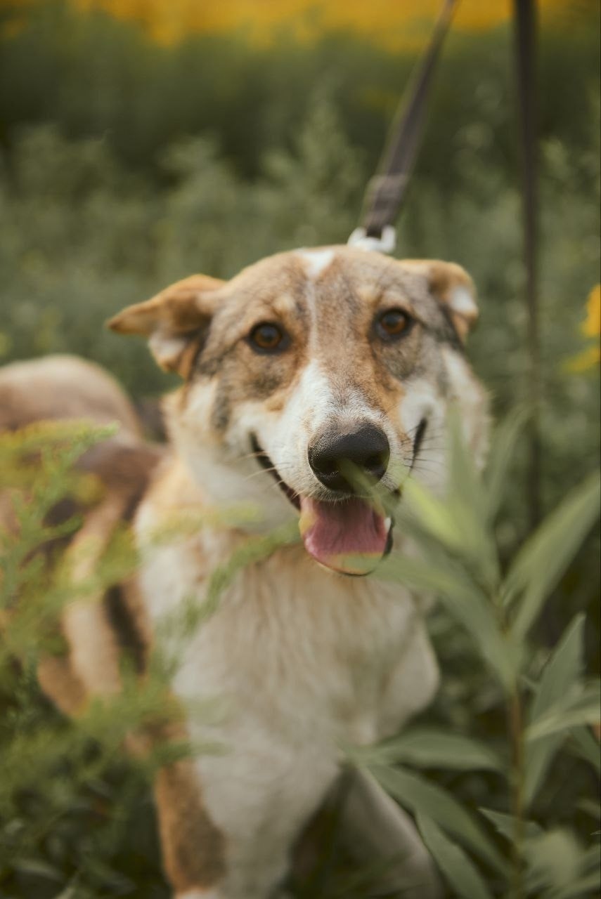 Пропала собака в Дзержинске — фото объявления