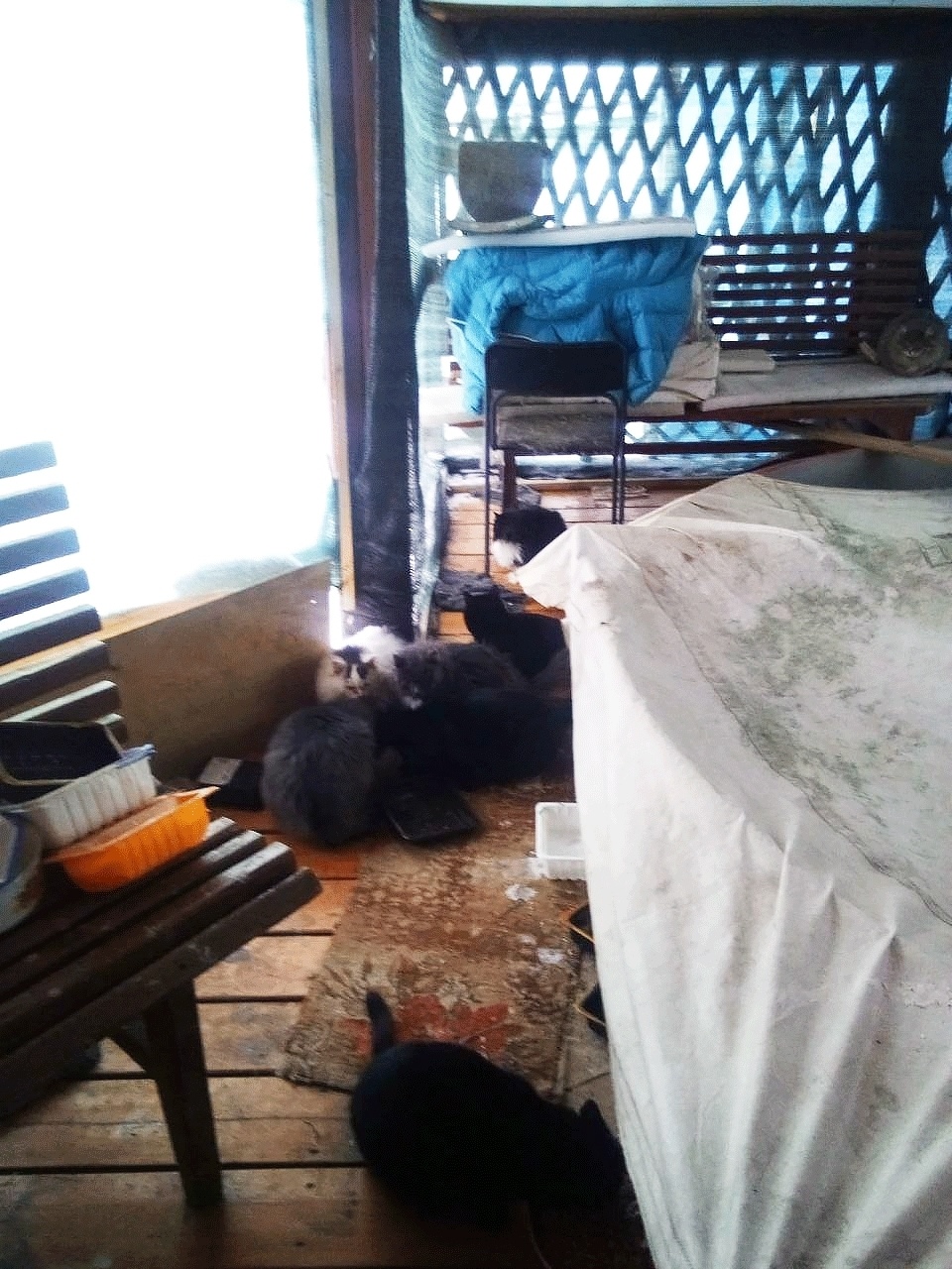 Пропала собака в Дзержинске — фото объявления