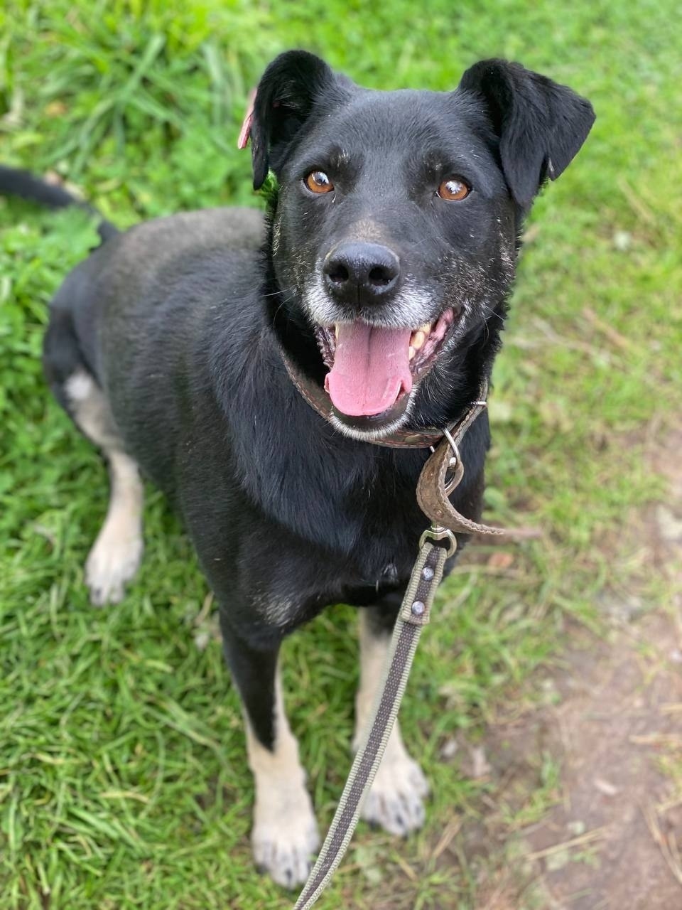 Найдена собака в Дзержинске — фото объявления