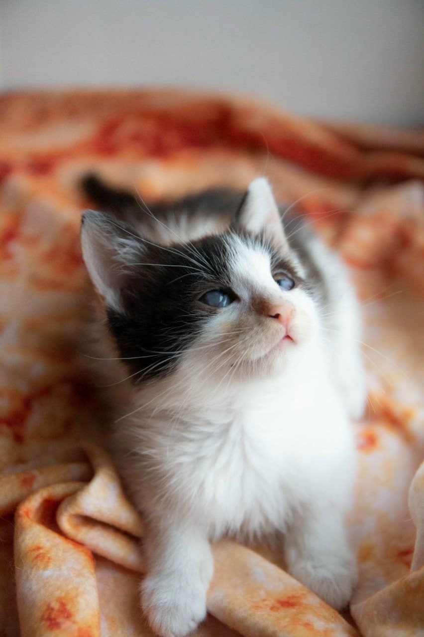 Найдена собака в Дзержинске — фото объявления