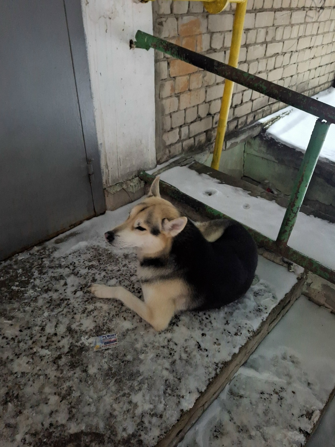 Пропала собака в Дзержинске — фото объявления