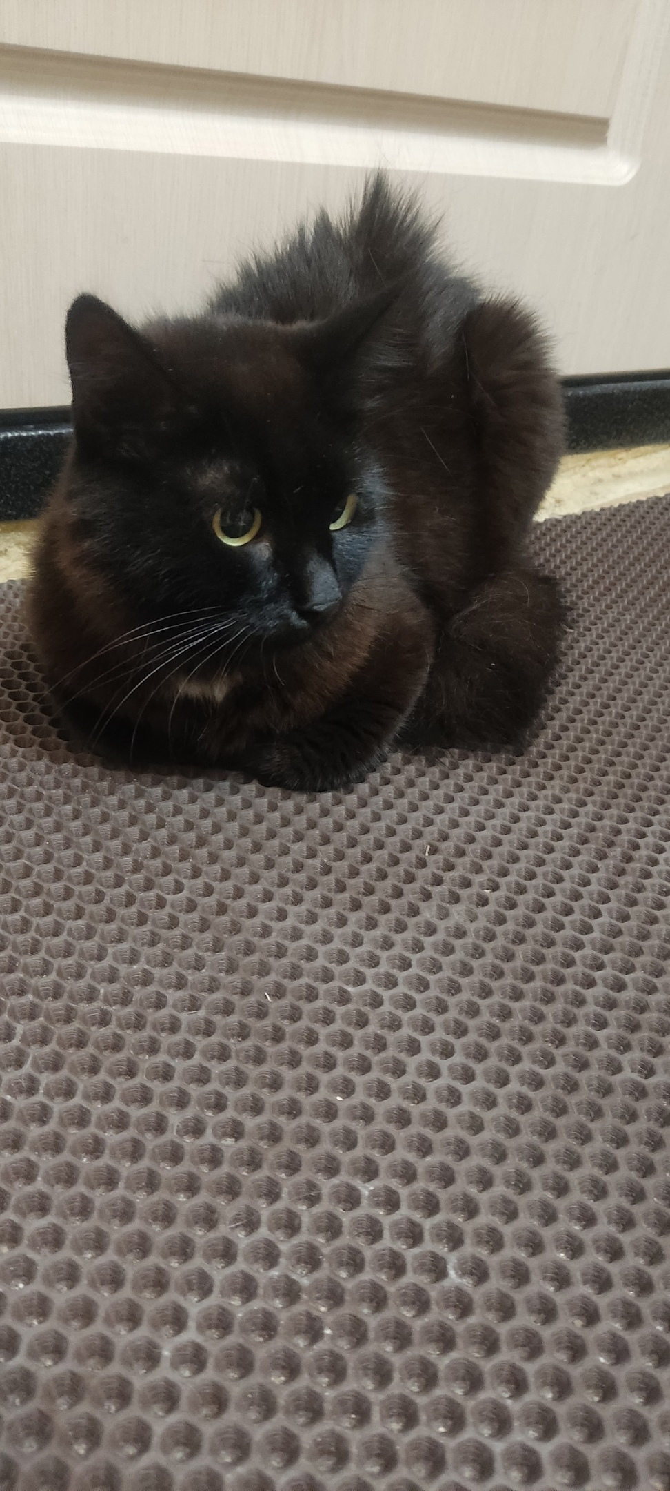 Найдена кошка в Дзержинске — фото объявления