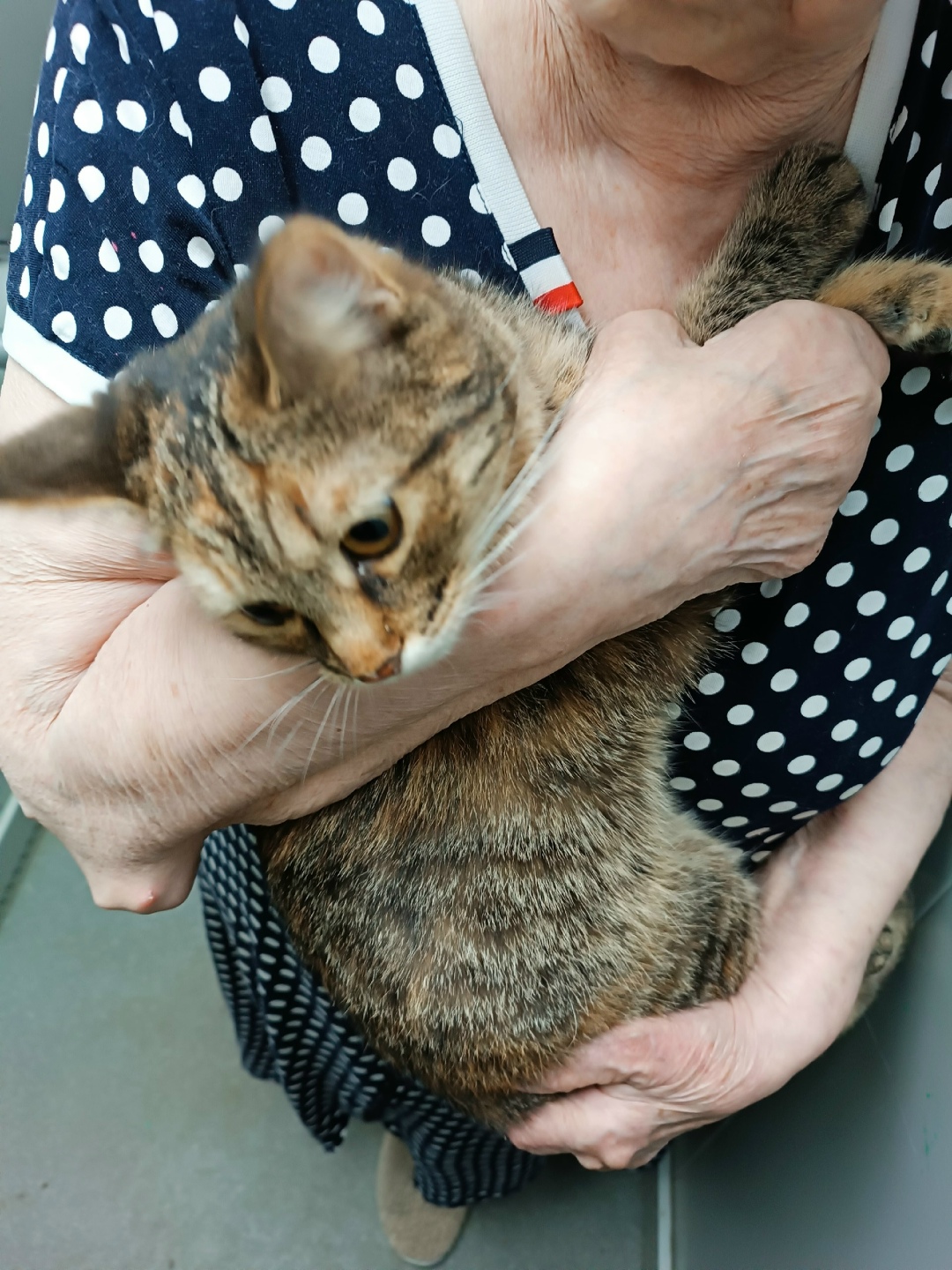 Найдена собака в Дзержинске — фото объявления