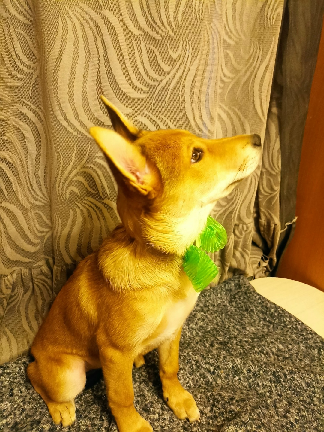 Найдена собака в Дзержинске — фото объявления