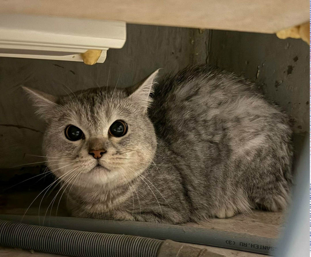 Найдена собака в Дзержинске — фото объявления