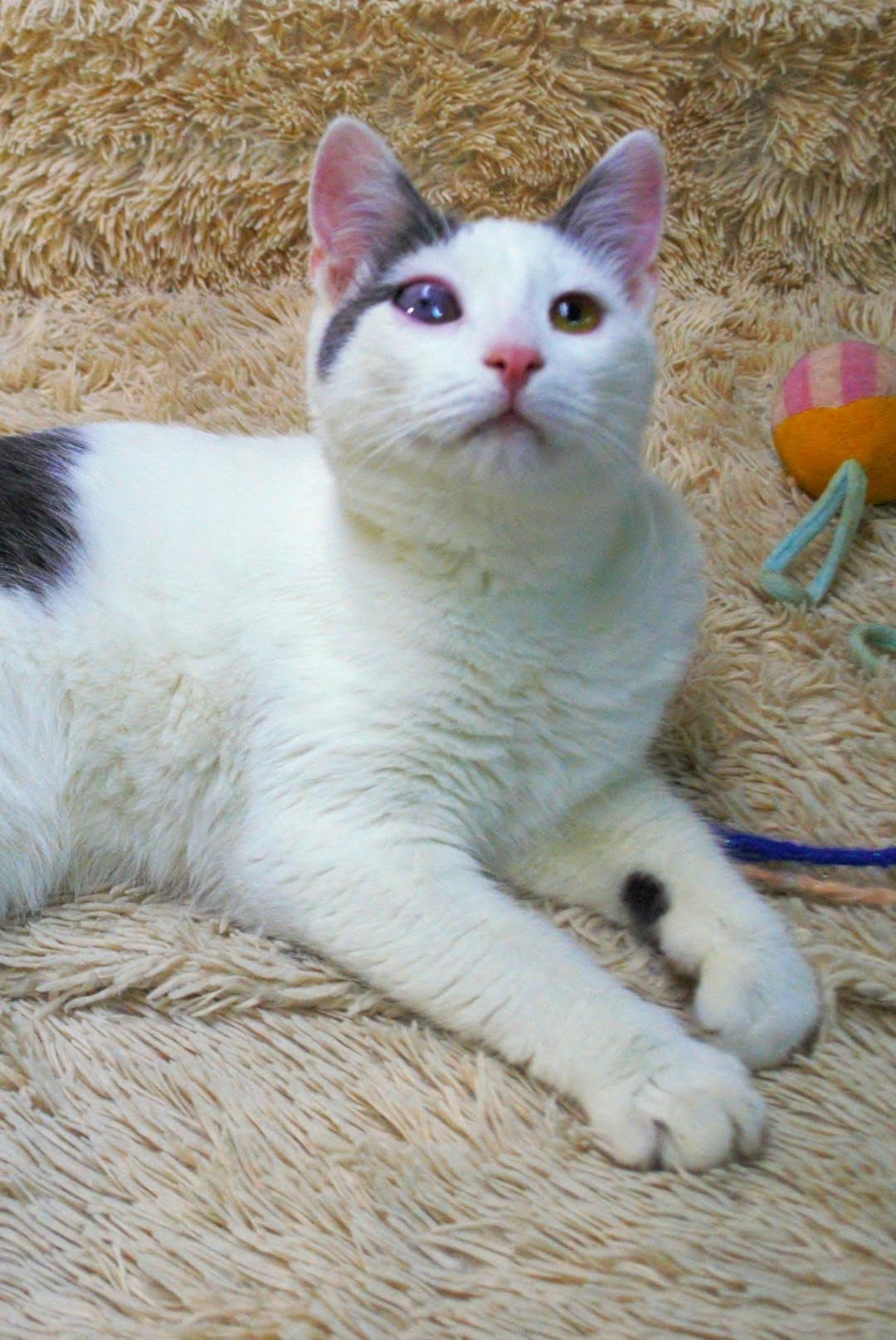 Найдена кошка в Курске — фото объявления