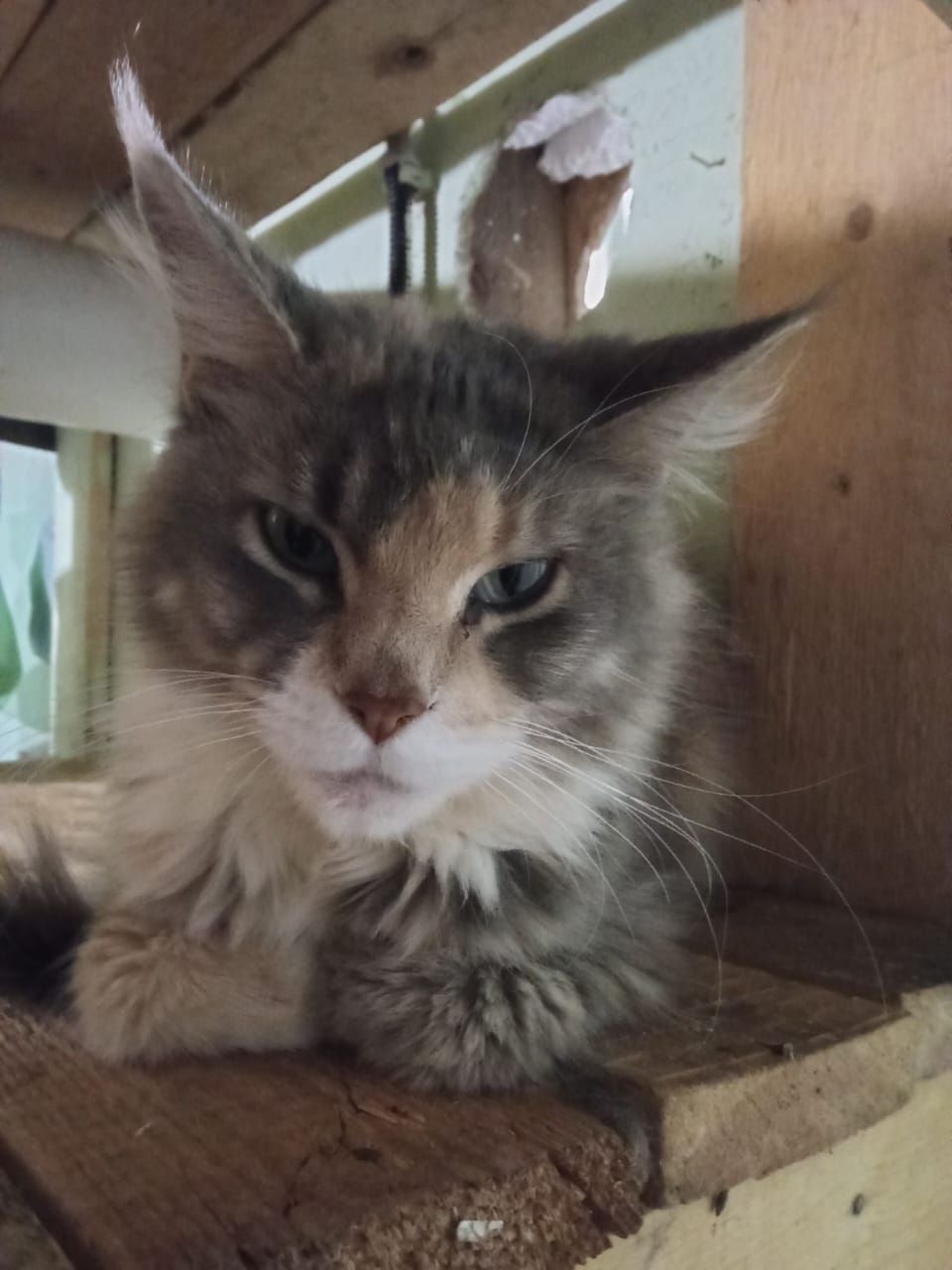 Пропала кошка в Курске — фото объявления