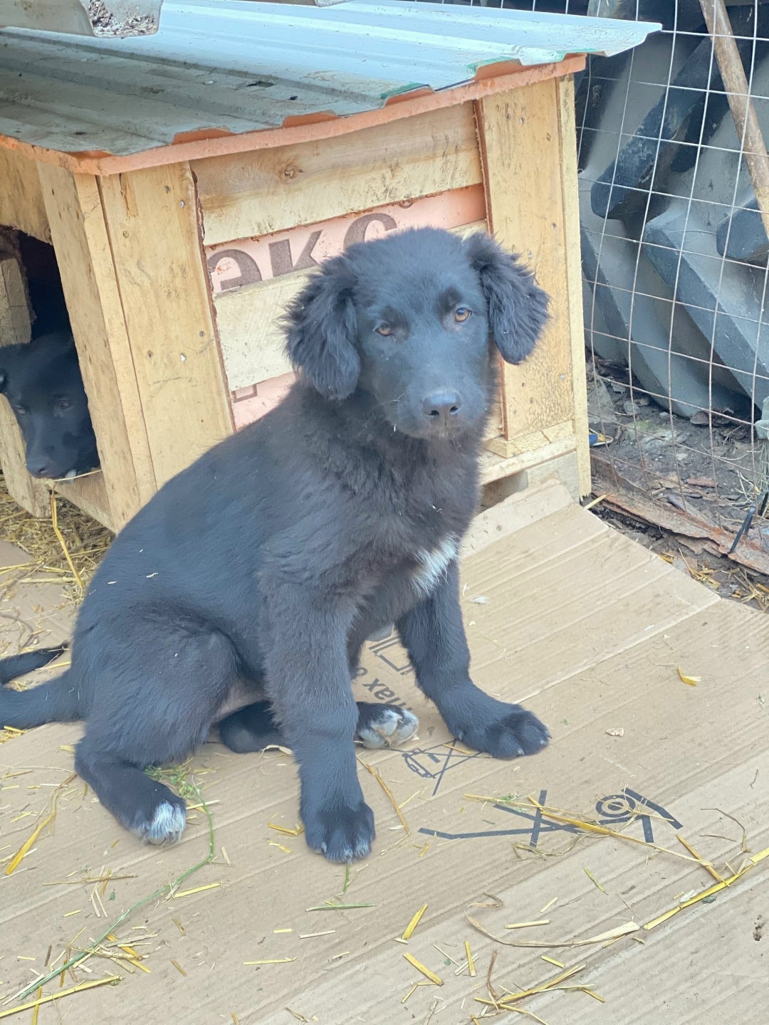 Найдена собака в Курске — фото объявления