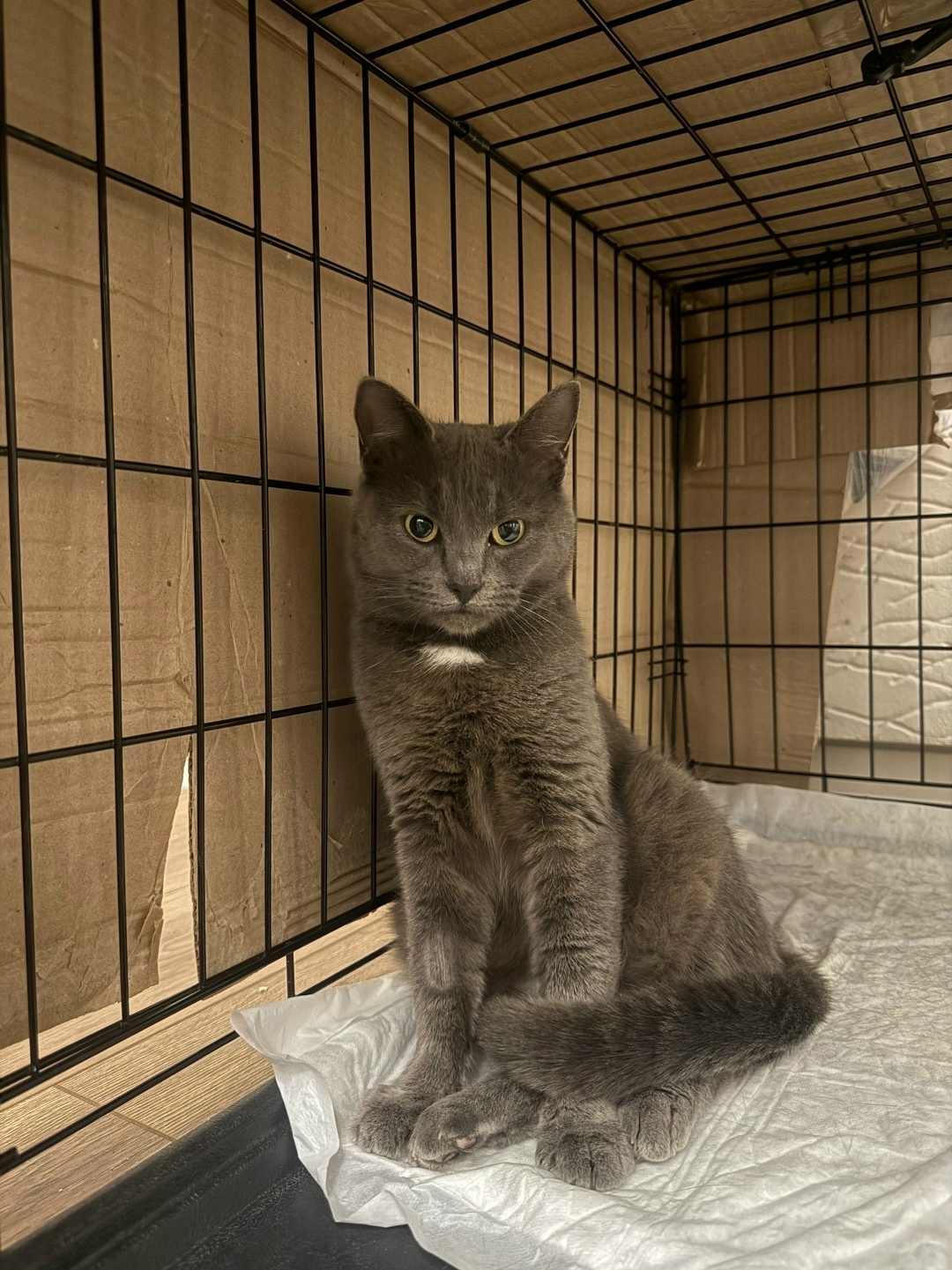 Найдена кошка в Курске — фото объявления