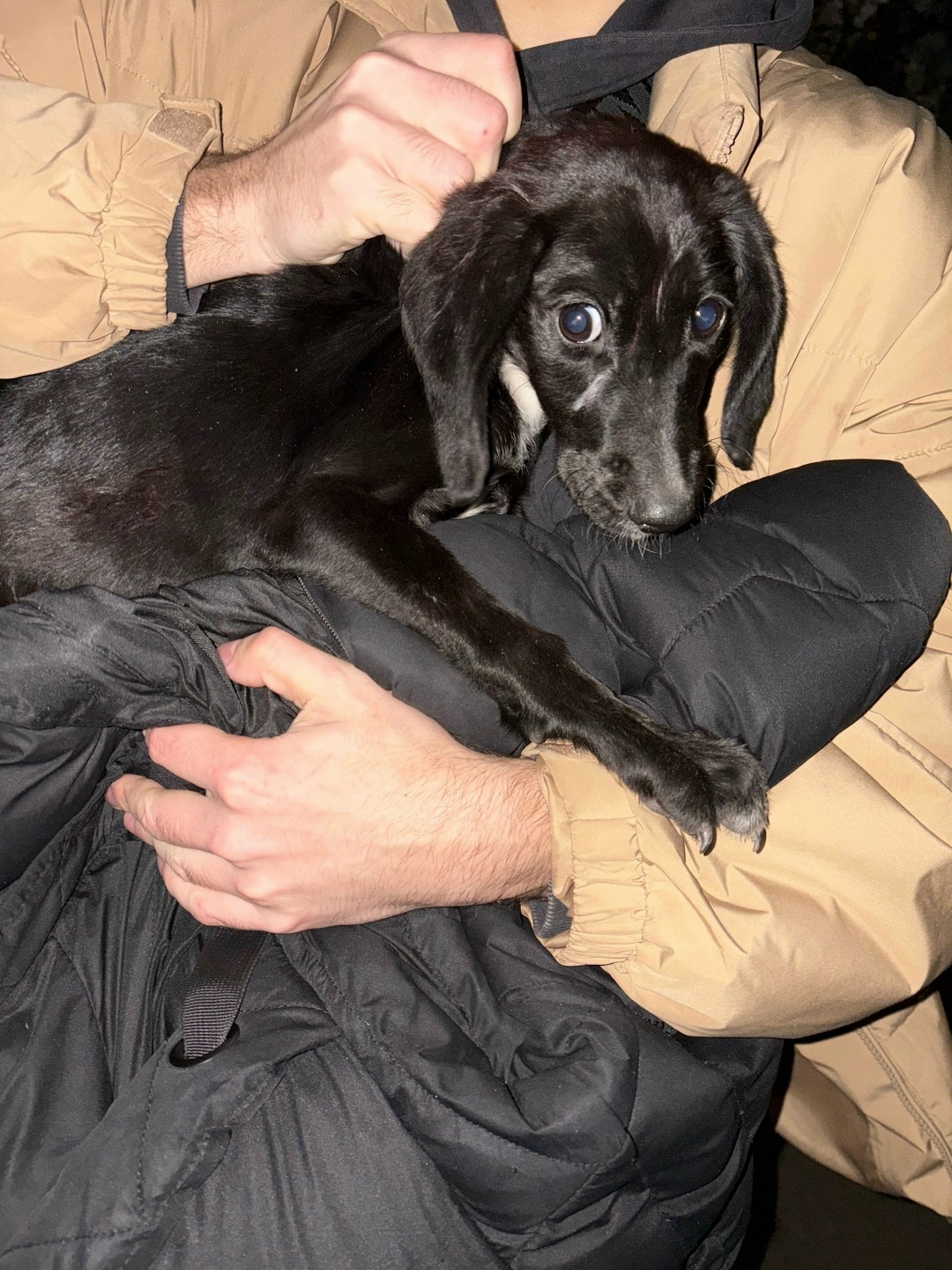 Найдена собака в Курске — фото объявления