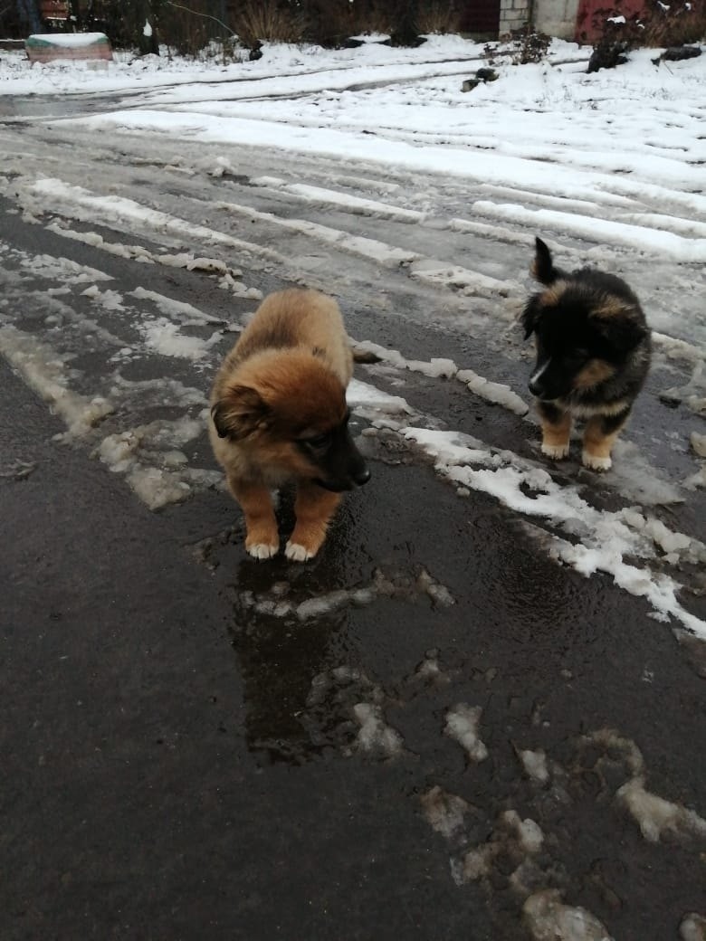 Найдена собака в Курске — фото объявления
