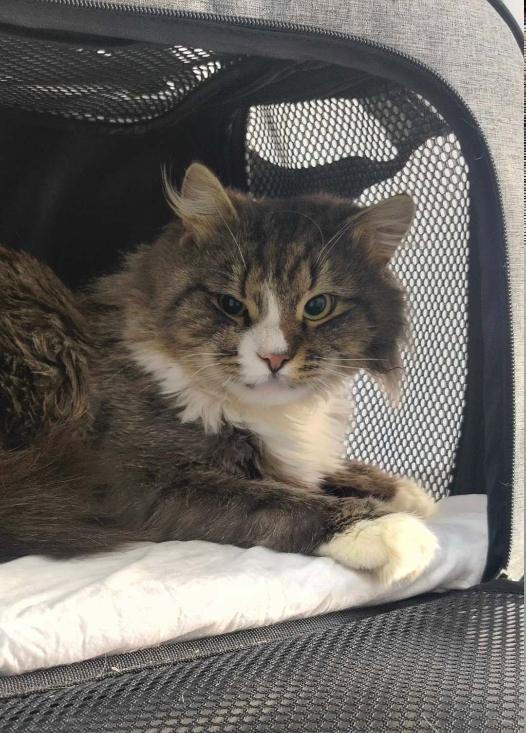 Найдена кошка в Курске — фото объявления