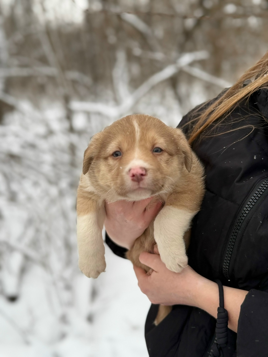 Найдена собака в Курске — фото объявления