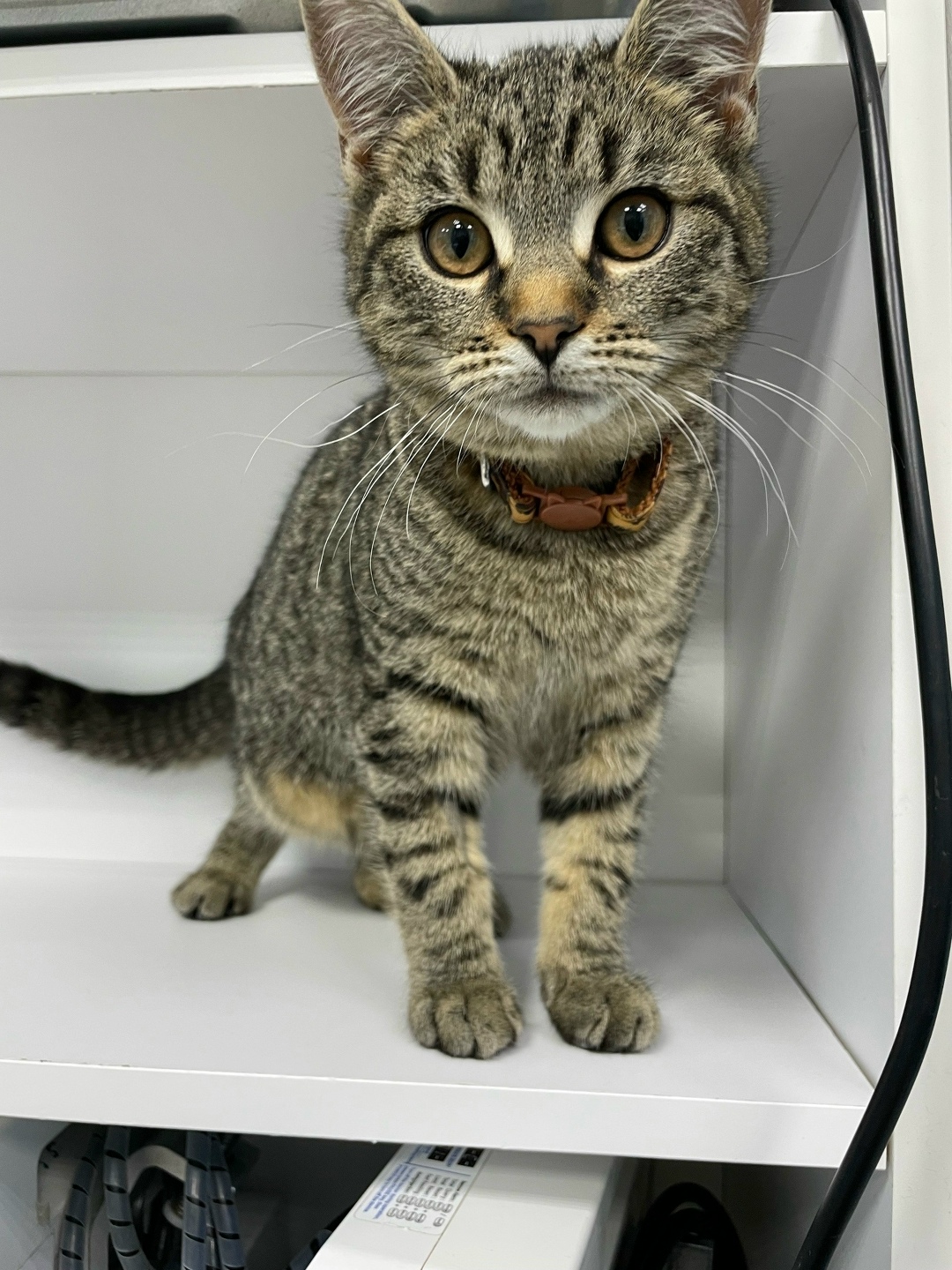 Найдена собака в Курске — фото объявления