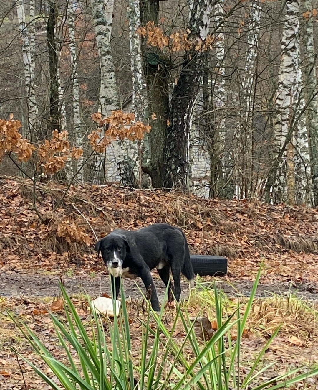 Найдена собака в Курске — фото объявления