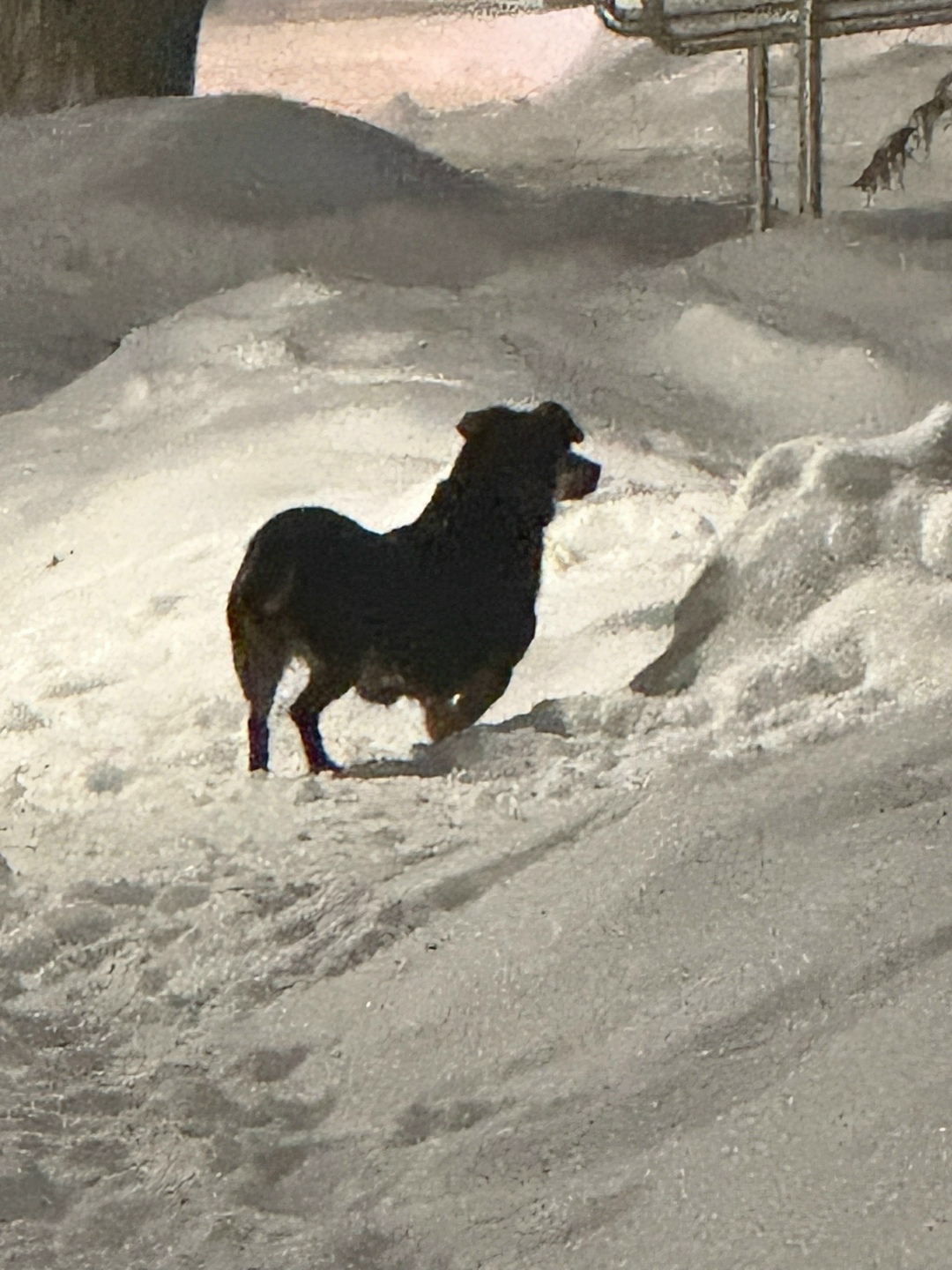 Найдена собака в Курске — фото объявления