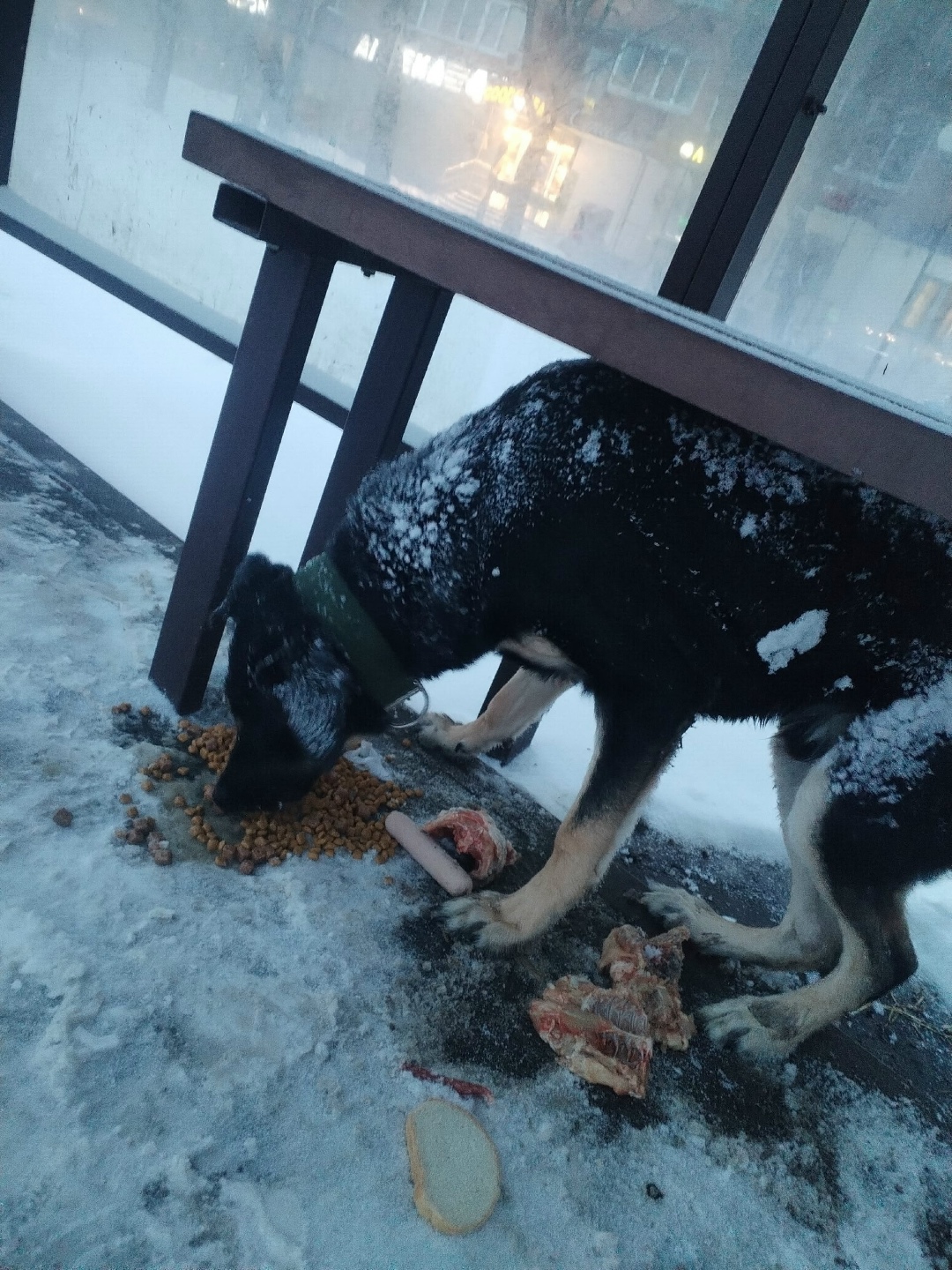 Найдена собака в Курске — фото объявления