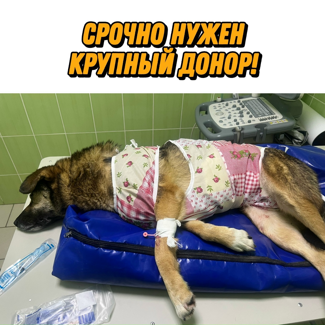 Найдена собака в Курске — фото объявления