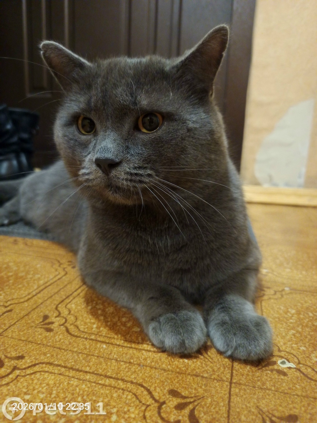 Найдена кошка в Курске — фото объявления