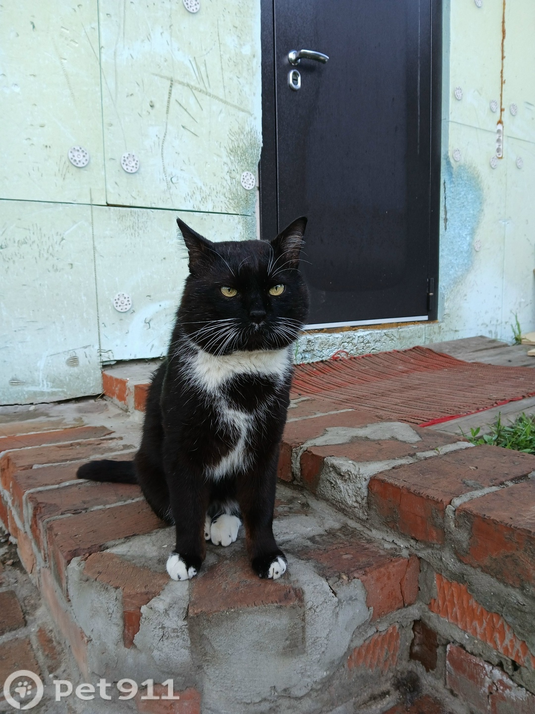 Пропала кошка в Курске — фото объявления