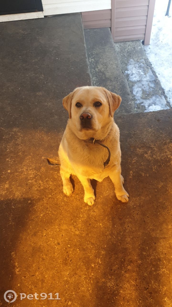 Пропала собака в Курске — фото объявления