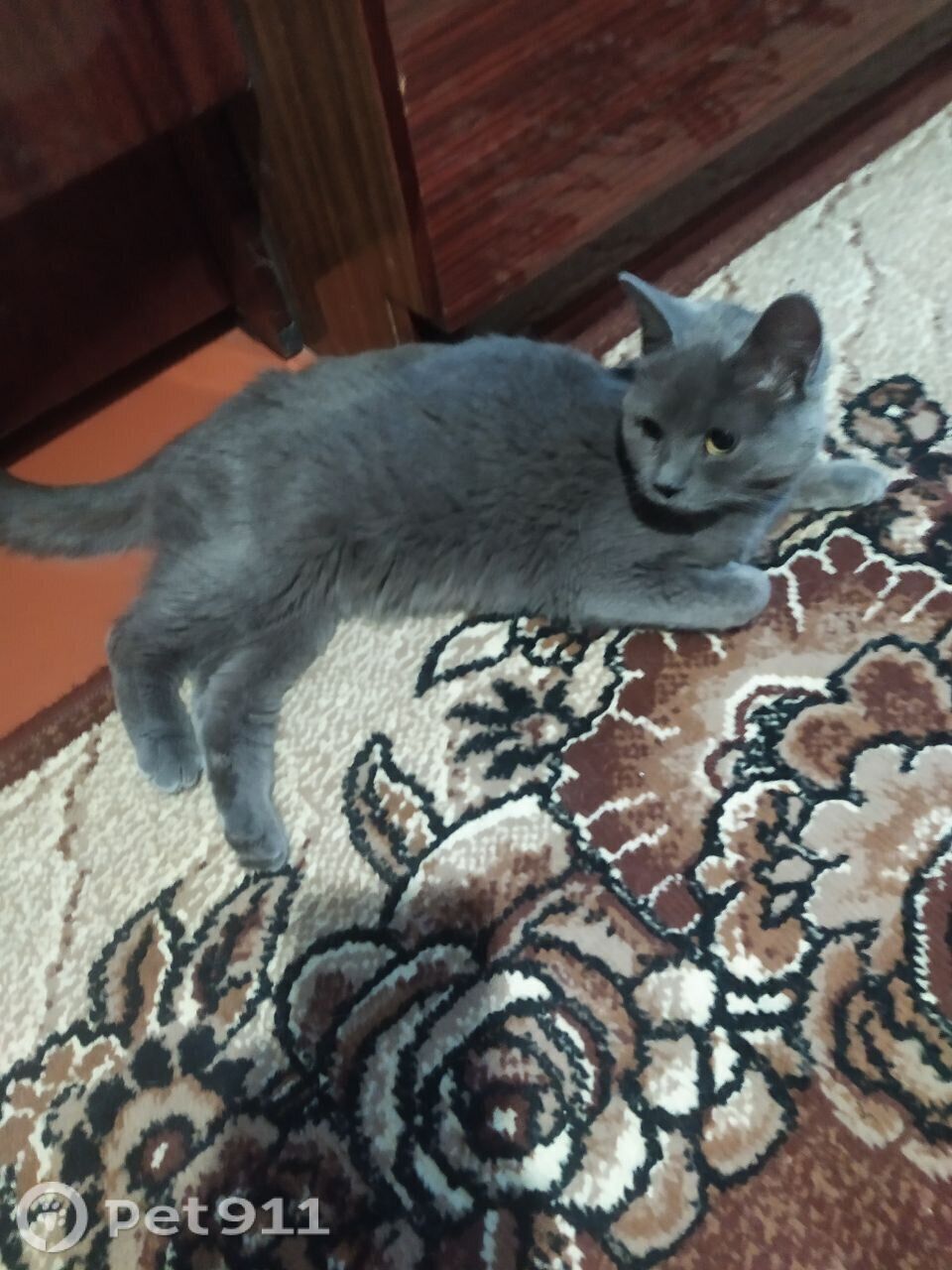 Найдена кошка в Курске — фото объявления