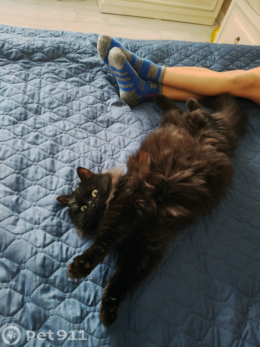 Пропала кошка в Курске — фото объявления