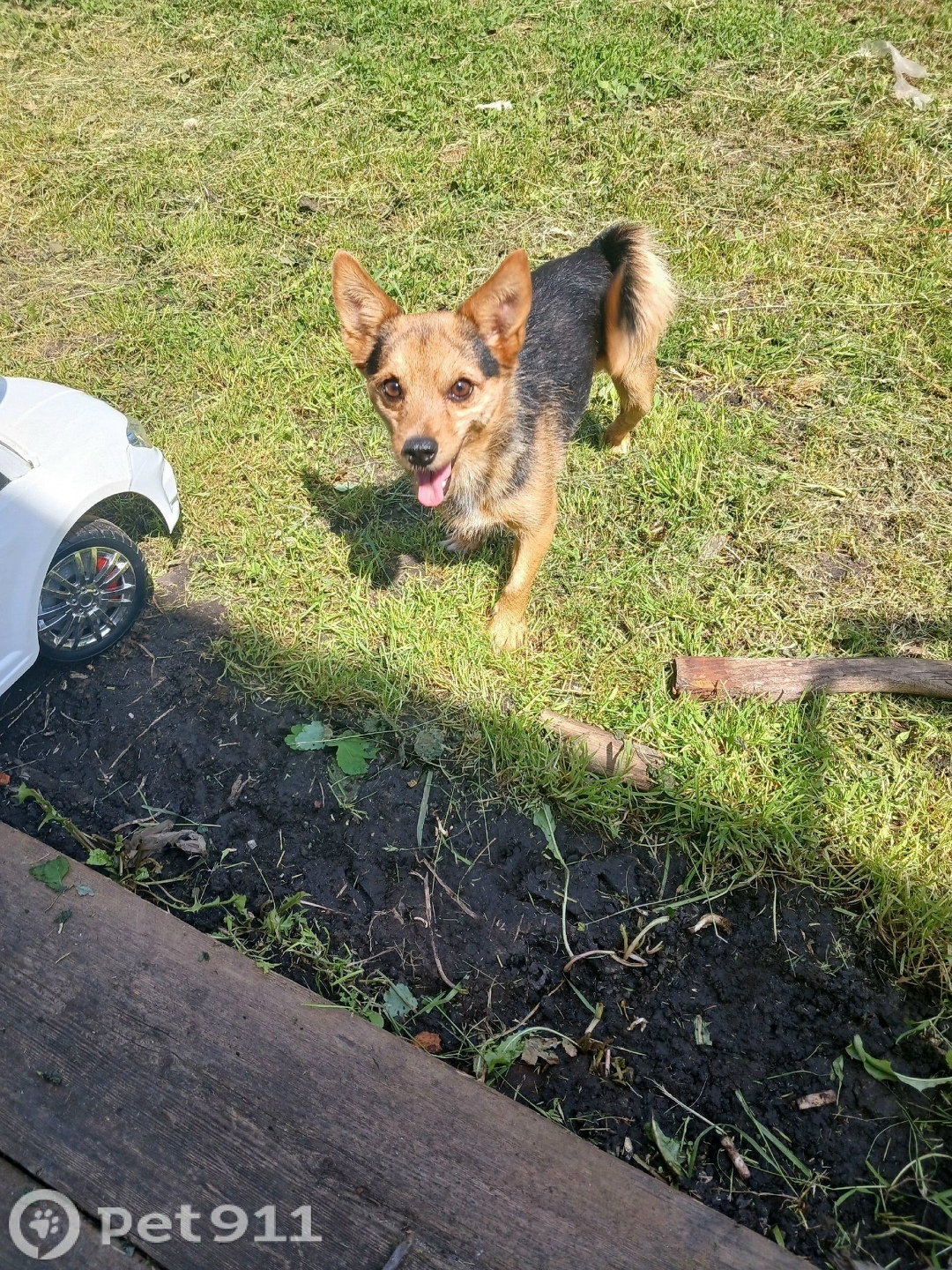 Пропала собака в Курске — фото объявления