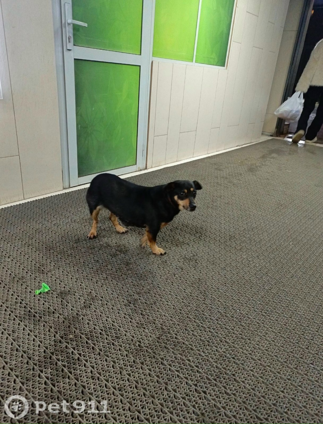 Пропала собака в Курске — фото объявления