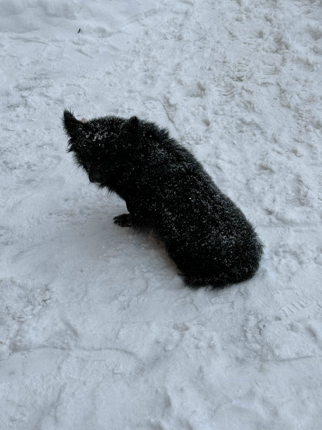 Найдена собака в Курске — фото объявления