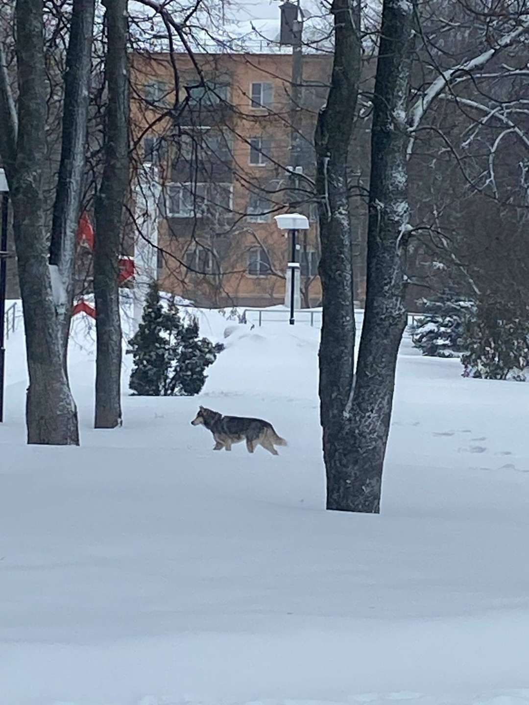 Найдена собака в Курске — фото объявления