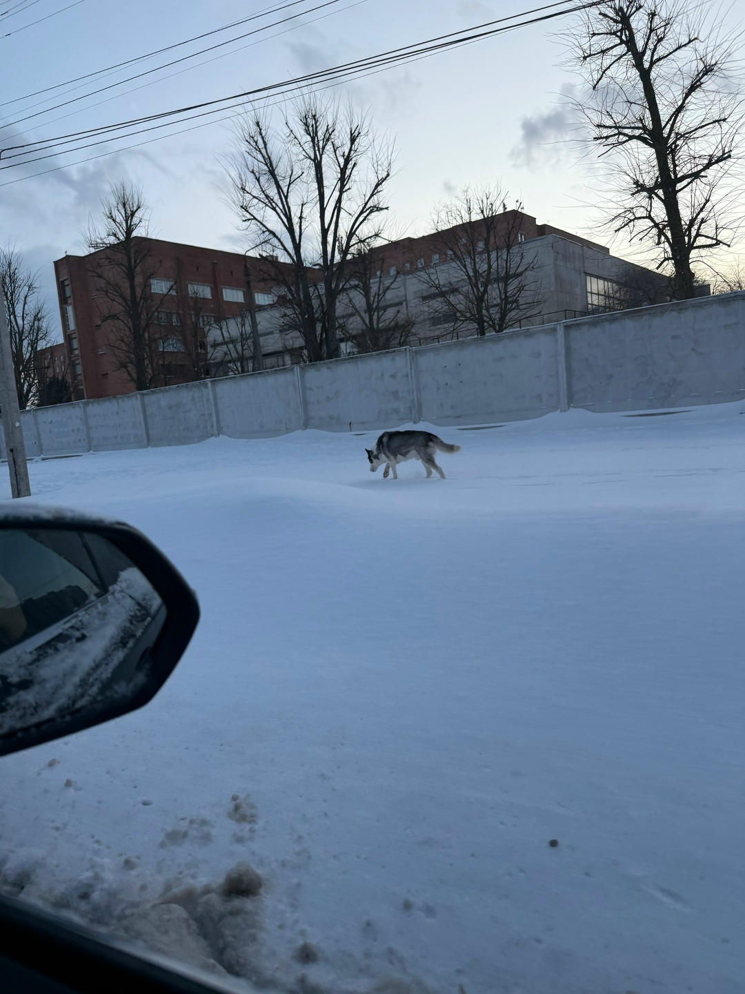 Найдена собака в Курске — фото объявления
