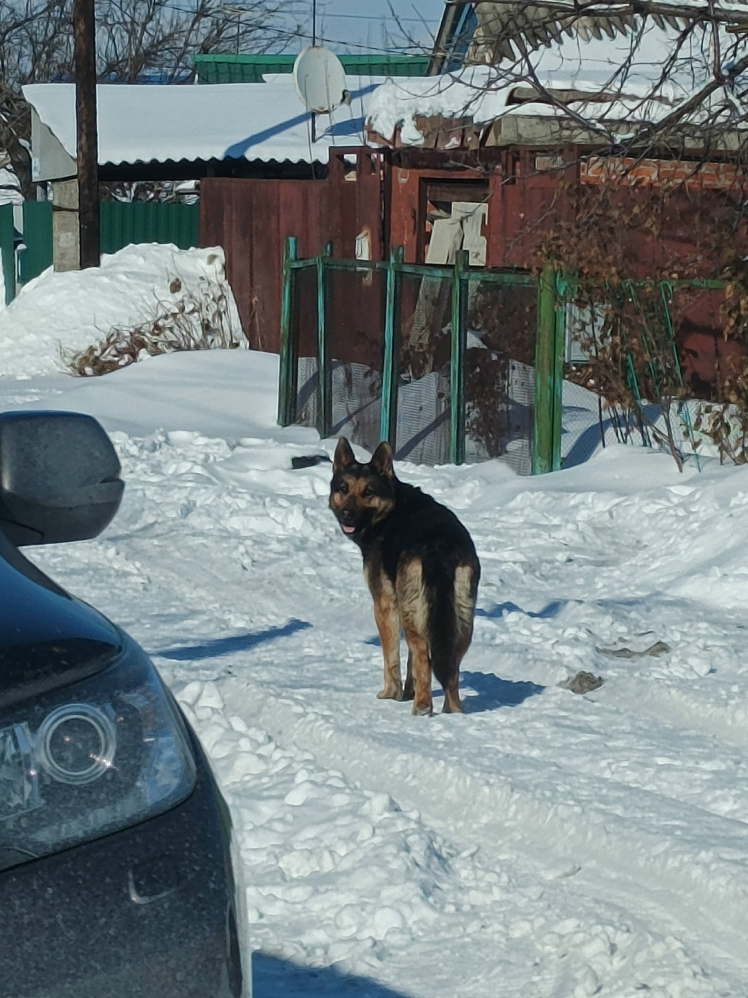 Найдена собака в Курске — фото объявления