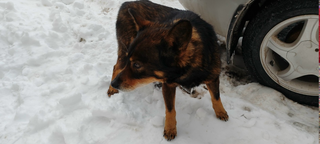 Найдена собака в Курске — фото объявления