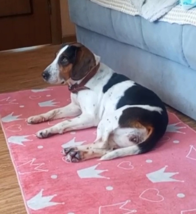 Найдена собака в Курске — фото объявления