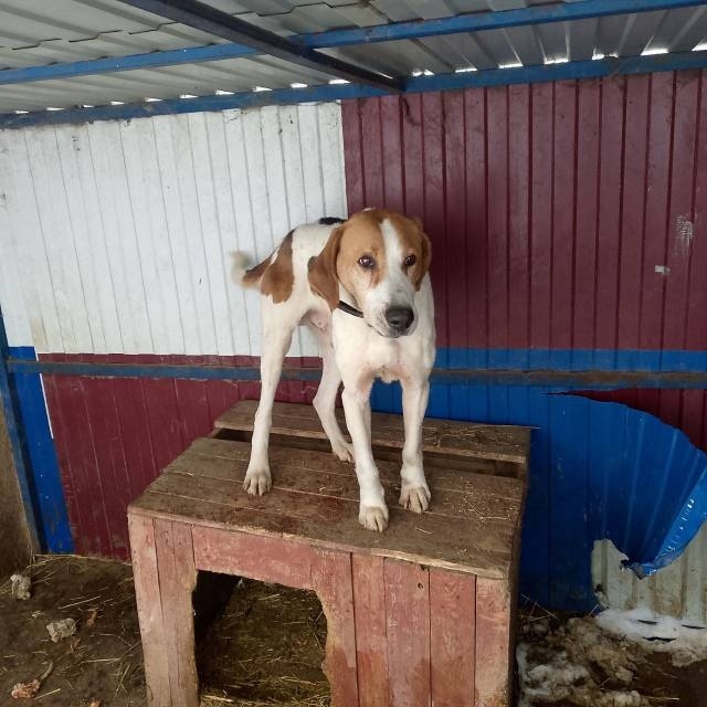 Найдена собака в Курске — фото объявления