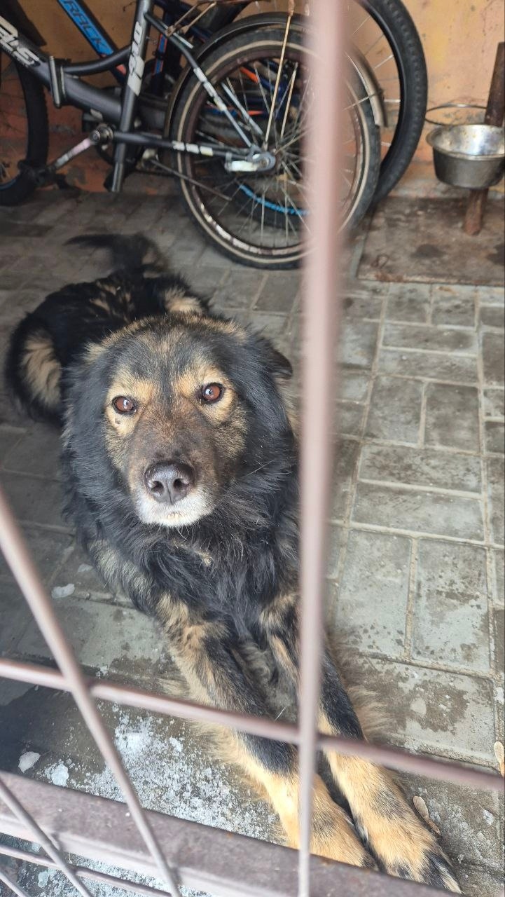 Найдена собака в Курске — фото объявления