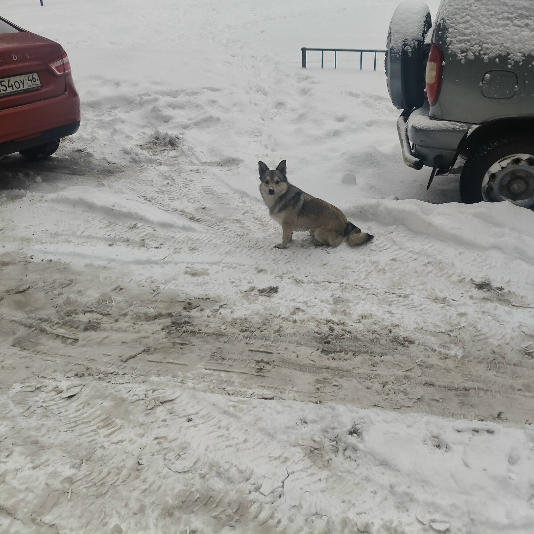 Найдена собака в Курске — фото объявления