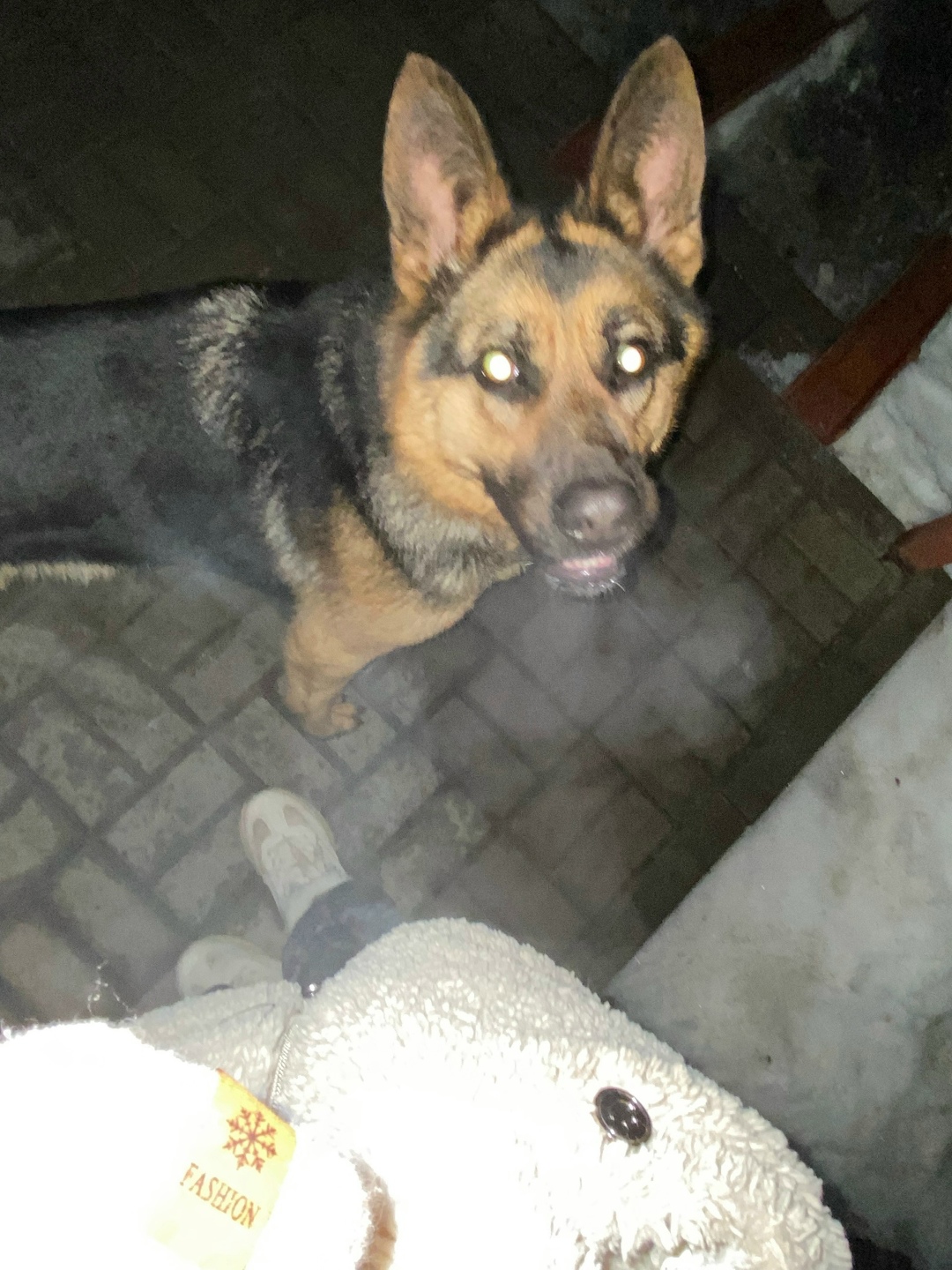 Найдена собака в Курске — фото объявления