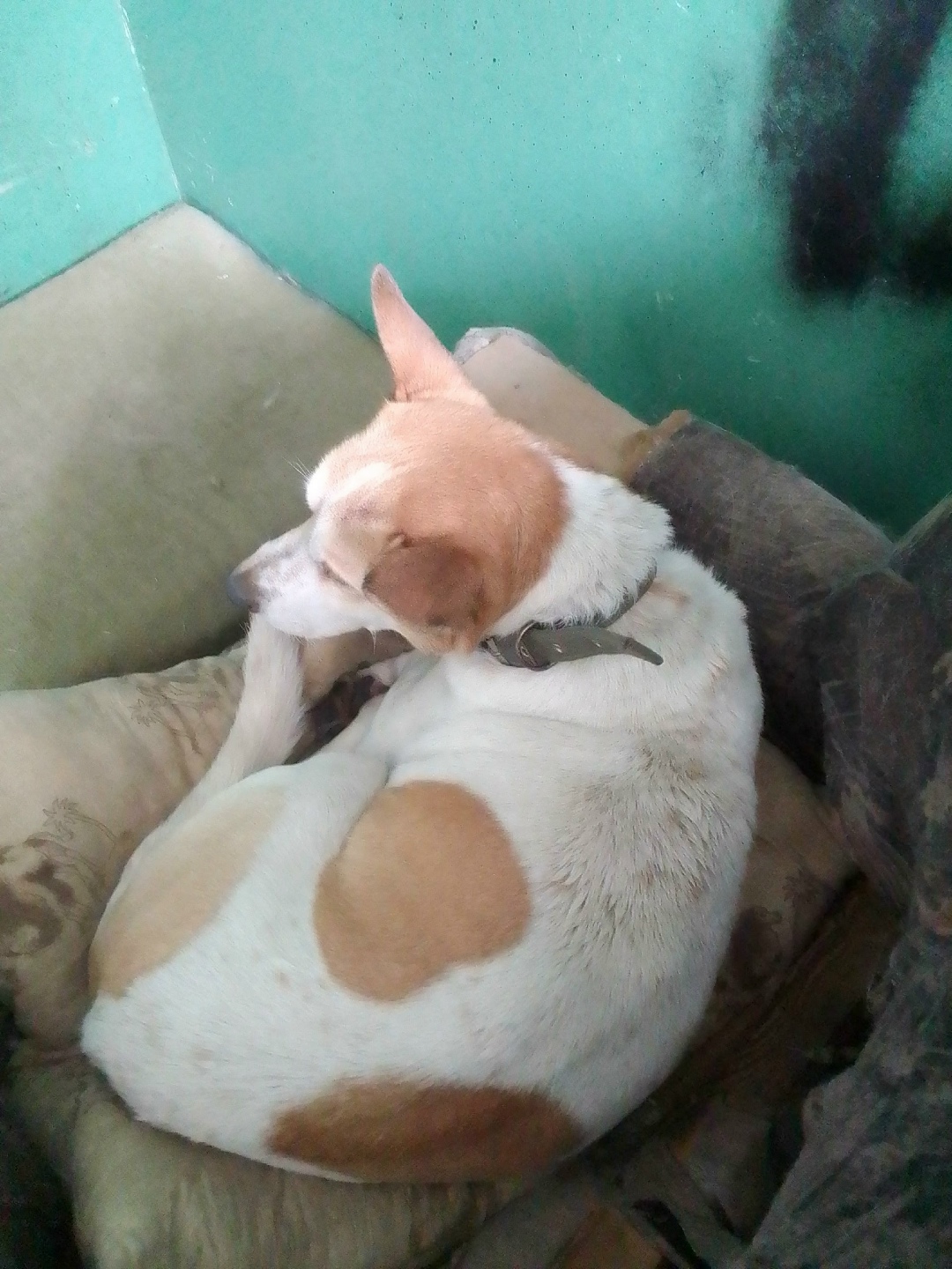 Найдена собака в Курске — фото объявления