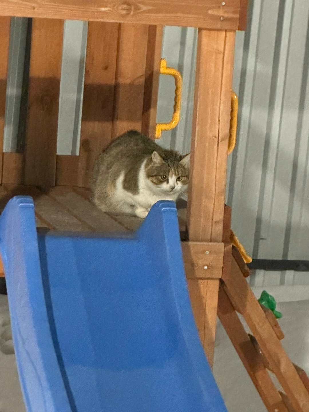 Найдена кошка в Курске — фото объявления