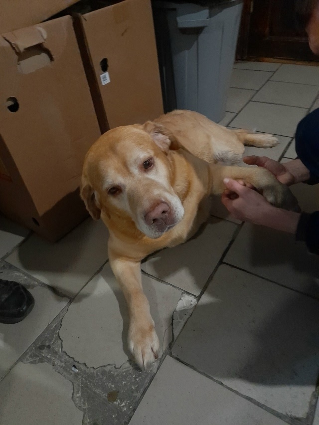 Найдена собака в Курске — фото объявления